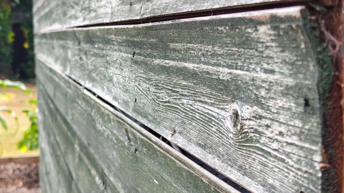 Cupped boards on the back of the summerhouse